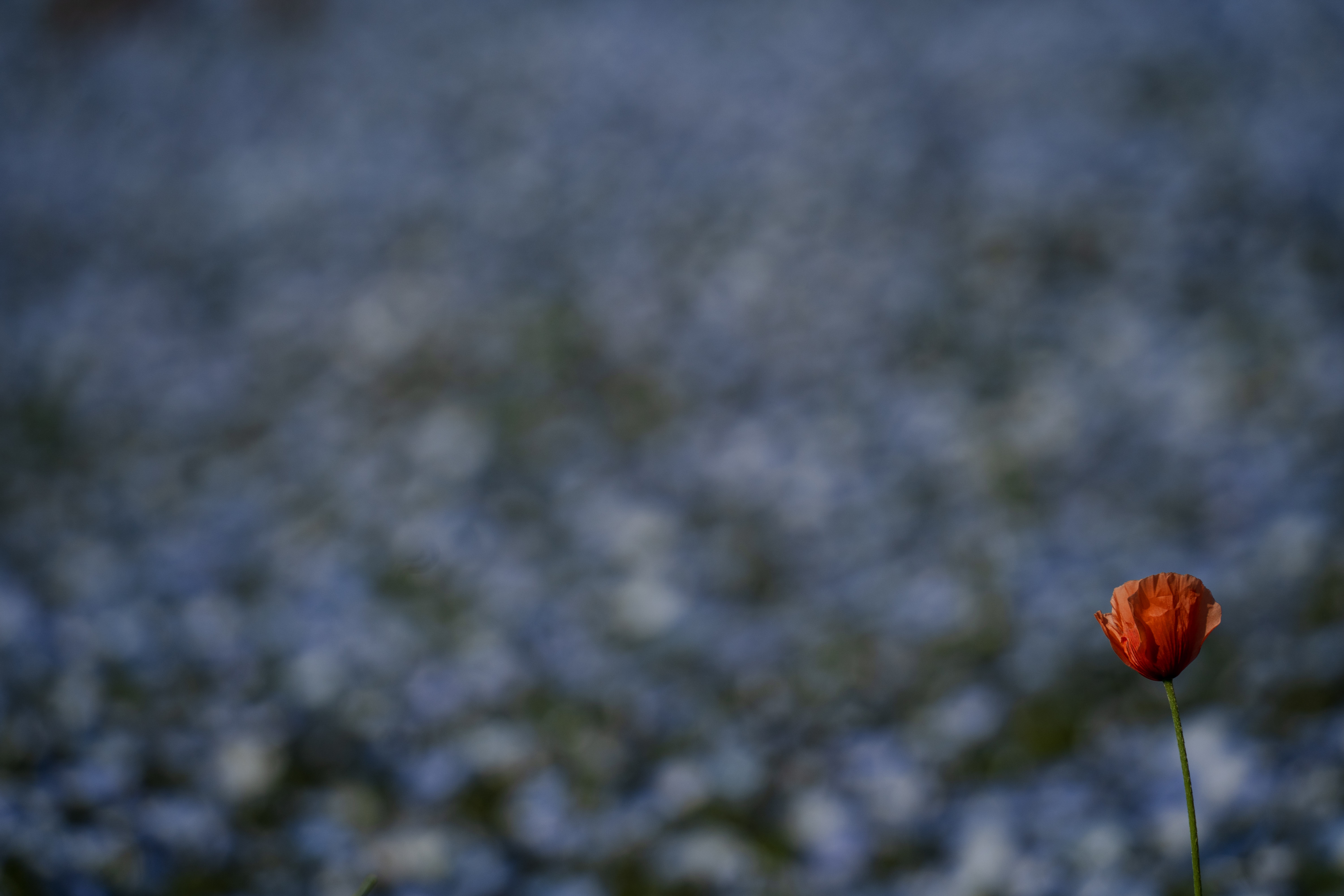ネモフィラの海の風景