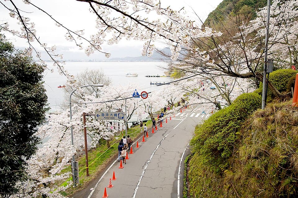 海津大崎の桜