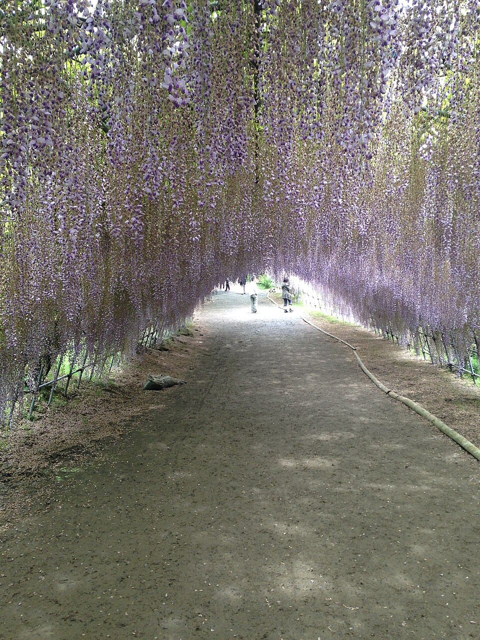 河内藤園