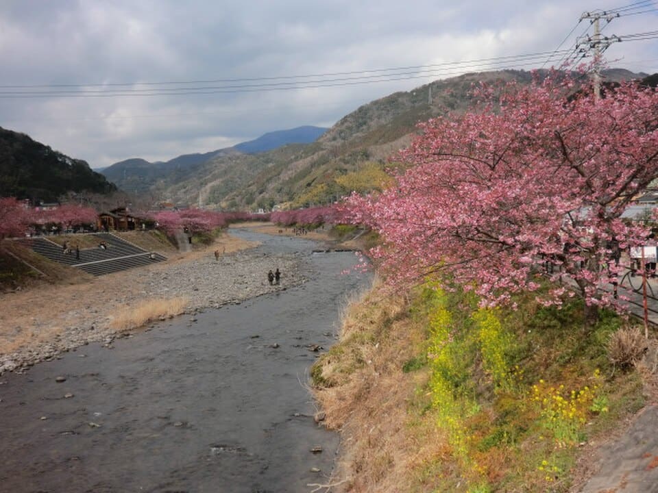 河津桜