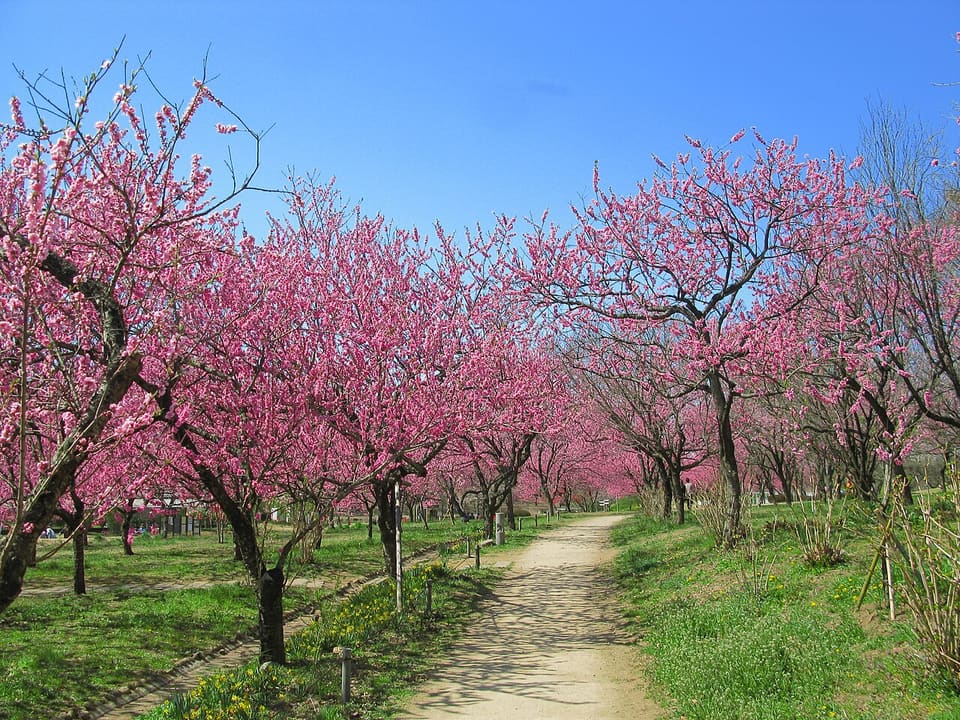 古河公方公園の桃林