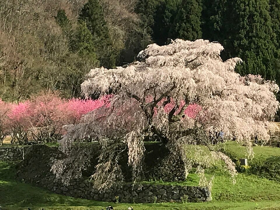 又兵衛桜
