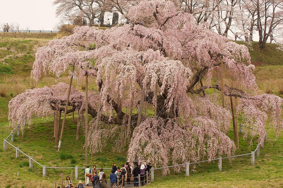 三春滝桜