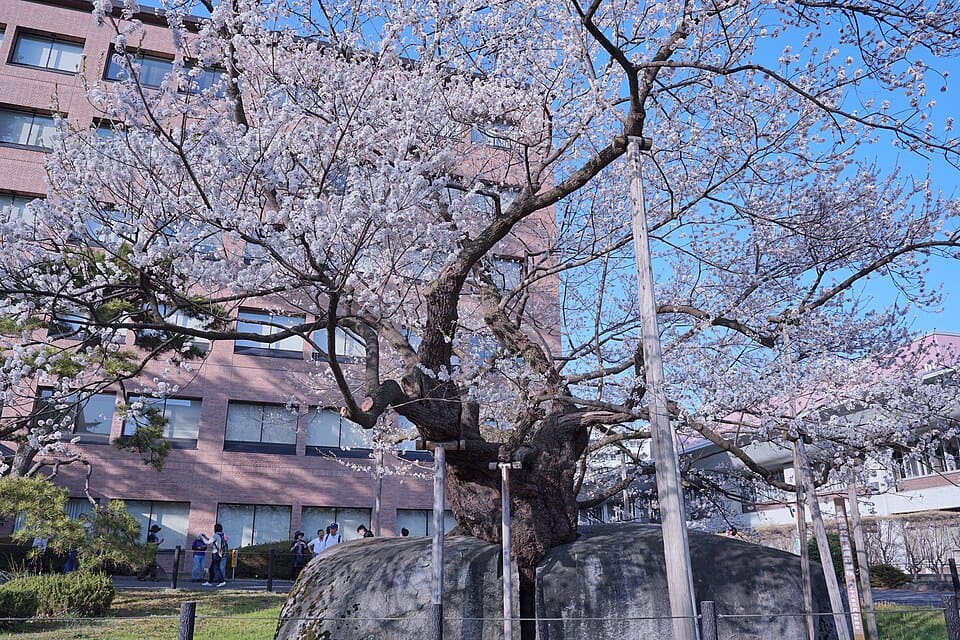 盛岡 石割桜