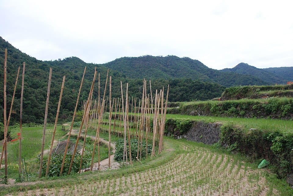 中山千枚田