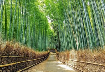嵐山 竹林の小径