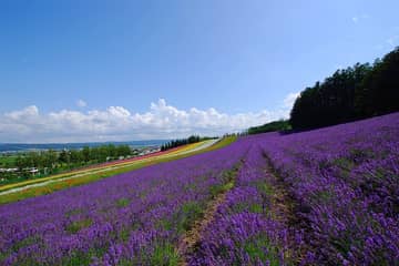 ファーム富田