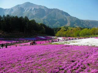 羊山公園 芝桜の丘
