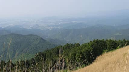 岩湧山 山頂のススキ