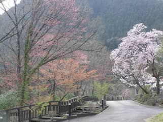 城峯公園の冬桜