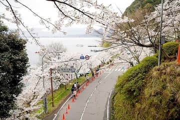 海津大崎の桜