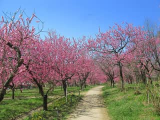 古河公方公園の桃林