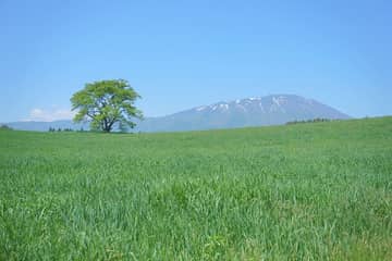 小岩井農場 一本桜