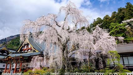 身延山 久遠寺