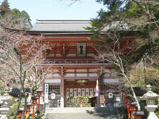 鞍馬寺 木の根道