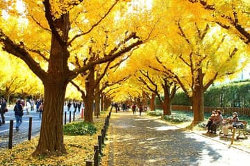 明治神宮外苑 いちょう並木