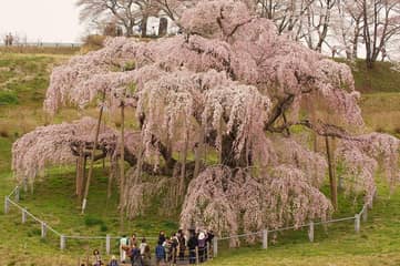 三春滝桜