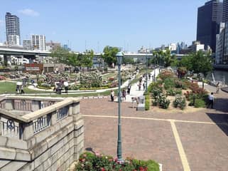 中之島公園 バラ園