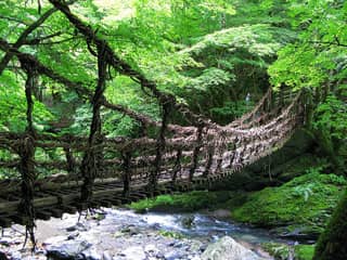 奥祖谷二重かずら橋