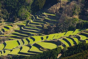 蕨野の棚田