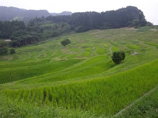 大山千枚田