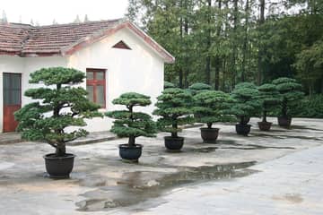 上海植物園