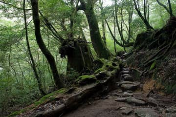 白谷雲水峡（屋久島）