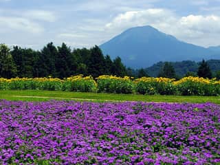 とっとり花回廊