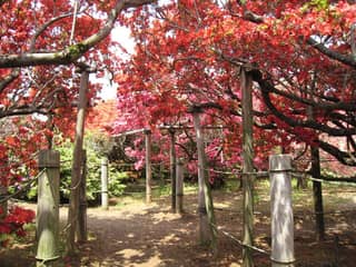 館林 つつじが岡公園