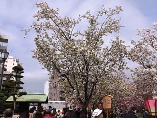 造幣局 桜の通り抜け