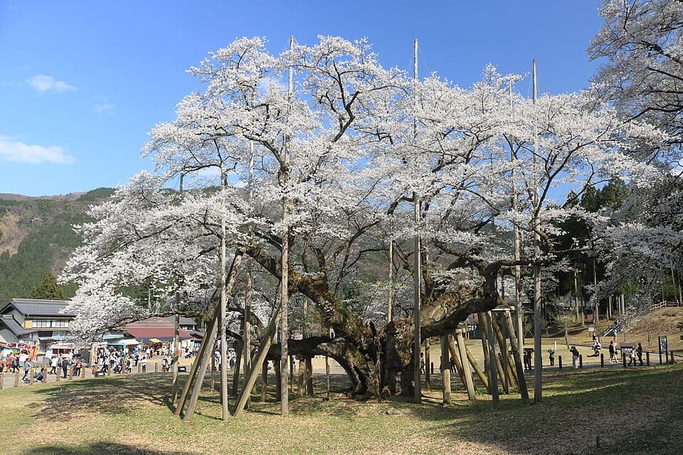 根尾谷の淡墨桜
