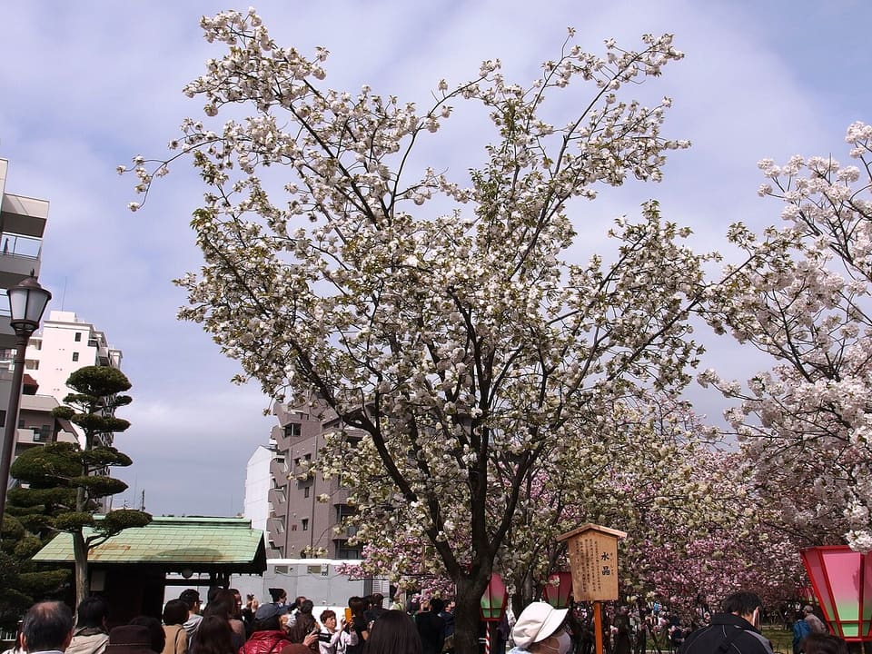 造幣局 桜の通り抜け