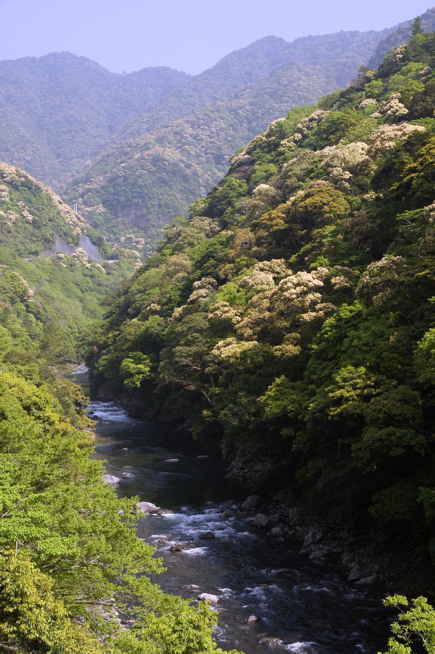 綾の照葉樹林の写真（作例・写真提供：宮崎県観光協会）