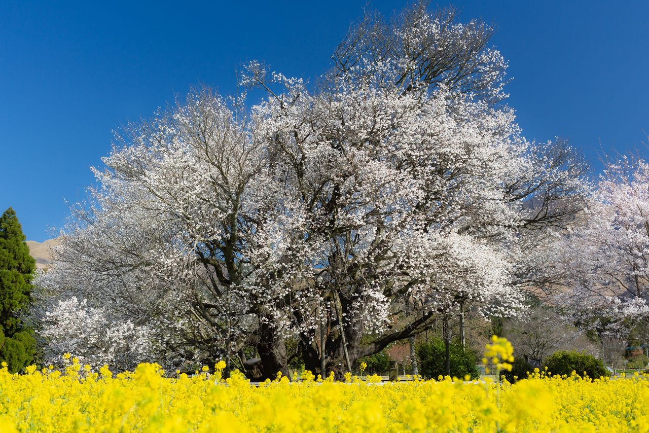 一心行の大桜の写真（作例・写真提供：熊本県観光連盟）