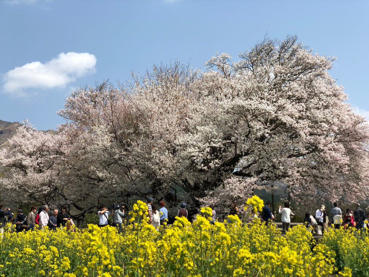 一心行の大桜の写真（作例・写真提供：熊本県観光連盟）