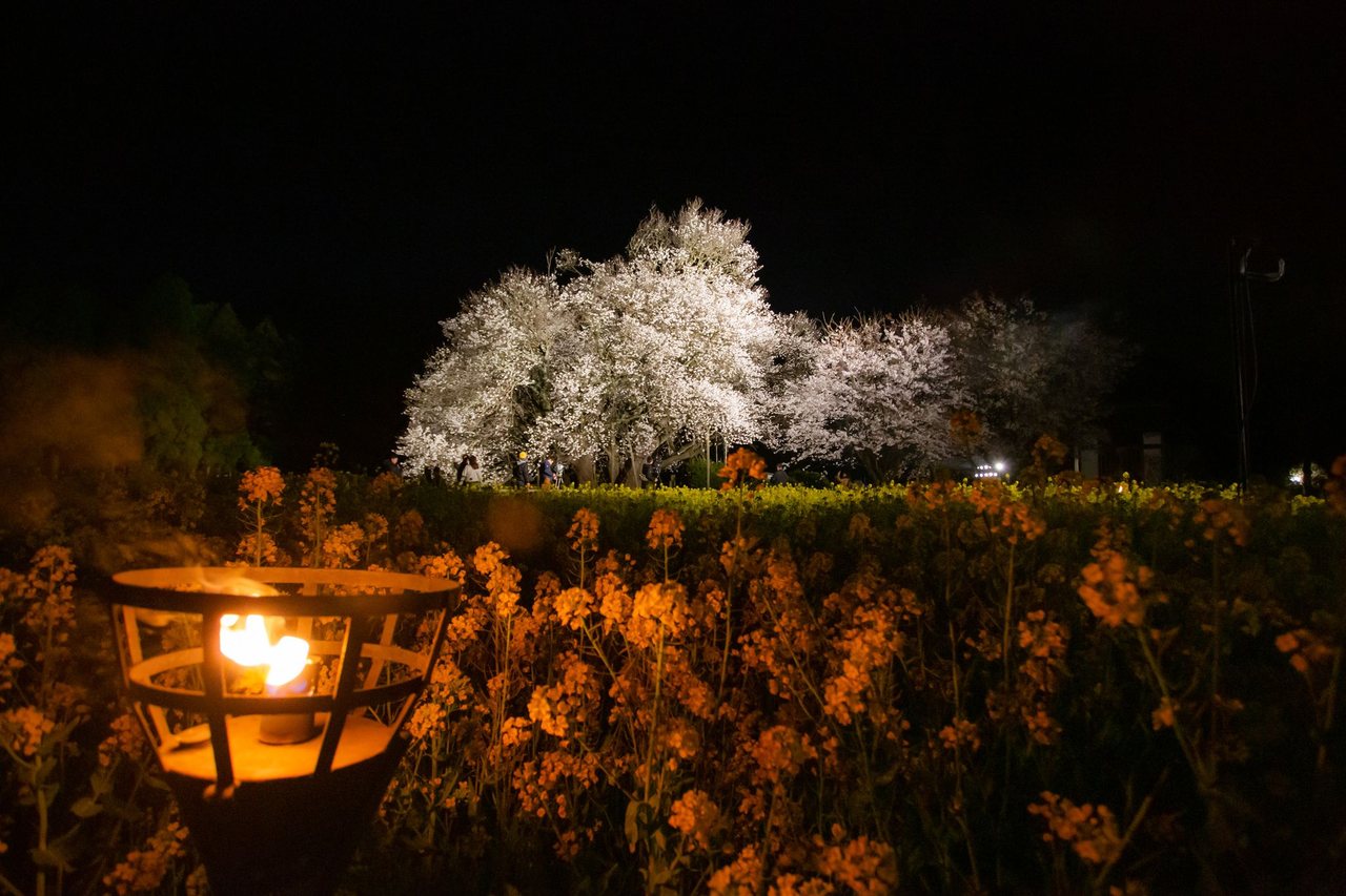 一心行の大桜の写真（作例・写真提供：熊本県観光連盟）